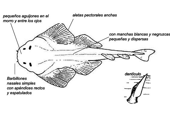 Squatina squatina_01.jpg